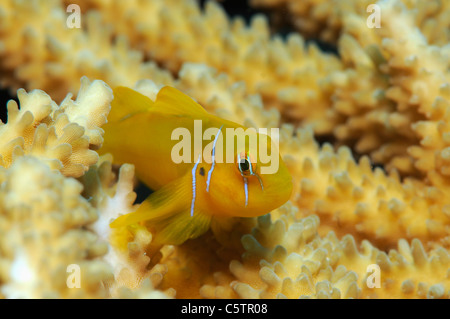 Ägypten, Rotes Meer, Citron Grundel (Gobiodon Citrinus) Stockfoto