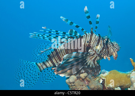 Ägypten, Rotes Meer, gemeinsame Rotfeuerfisch (Pterois Volitans) Stockfoto