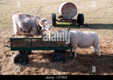 Schaf Essen Heu aus einem kleinen grünen Anhänger. Bild von James Boardman. Stockfoto