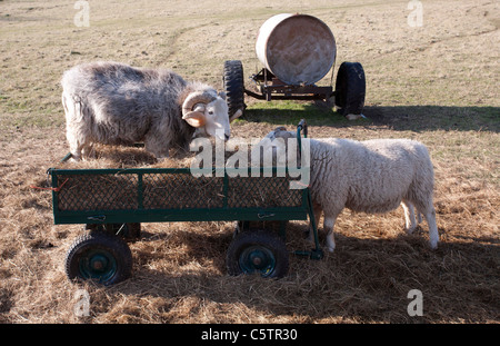 Schaf Essen Heu aus einem kleinen grünen Anhänger. Bild von James Boardman. Stockfoto