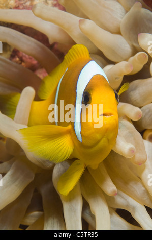 Ägypten, Rotes Meer, Rotes Meer Anemonenfische (Amphiprion Bicinctus) Stockfoto