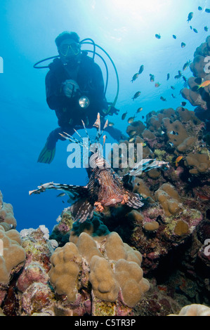 Ägypten, Rotes Meer, Taucher und gemeinsamen Rotfeuerfisch (Pterois Volitans) Stockfoto