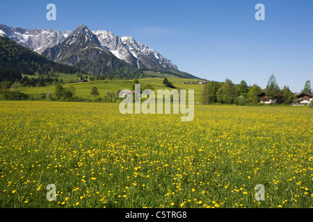 Österreich, Tirol, Kaisergebirge, Löwenzahn Wiese im Frühling Stockfoto