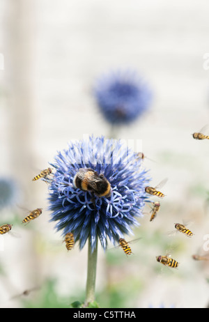 Bumblee und Schwebfliegen auf und um Echinops Ritro 'Veitchs"(Globe Thistle) Blume Stockfoto