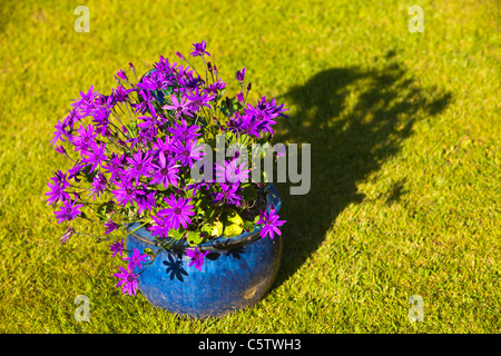 Ein Blumentopf mit blühenden Gänseblümchen in einem Garten in Clitheroe, Lancashire, UK. Stockfoto