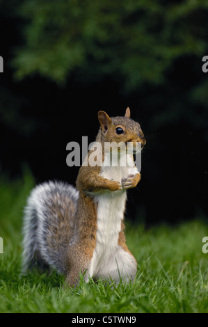 GRAUE Eichhörnchen Sciurus Carolinensis eine Warnung Erwachsenen steht aufrecht, möglichen Gefahren zu suchen. Derbyshire, UK Stockfoto