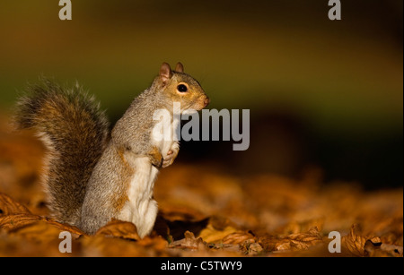 GRAUE Eichhörnchen Sciurus Carolinensis Erwachsener steht aufrecht in herbstlichen Blättern.  Derbyshire, UK Stockfoto