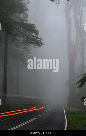 Dandenong Ranges National Park, Blick auf Straße durch Eberesche Wald im Nebel, Dandenong Ranges, Victoria, Australien Stockfoto