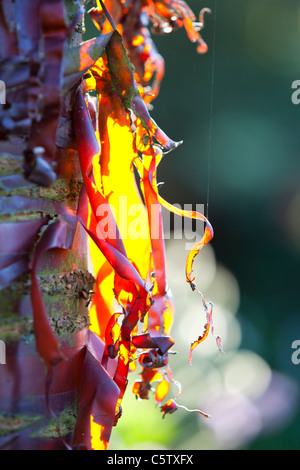 Hinterleuchtete abblätternde Rinde an einem Garten Baum. Stockfoto