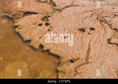 Salz Pfannen der Parc Natural de Ses Salines in der Nähe von Ibiza-Stadt und Flughafen. Salztoleranten Algen Matten Form im Wasser. Stockfoto