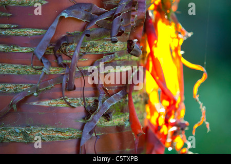 Hinterleuchtete abblätternde Rinde an einem Garten Baum. Stockfoto