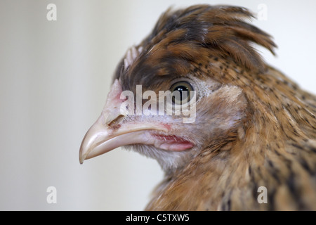 Kopfschuss von Creme erscheinen Henne Stockfoto