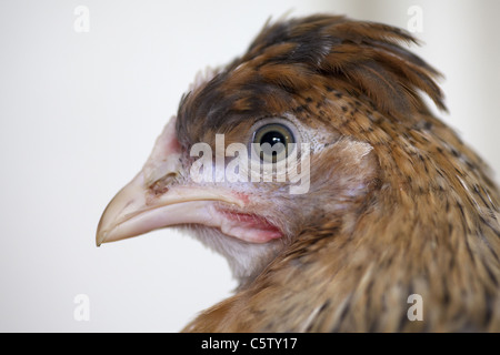 Kopfschuss von Creme erscheinen Henne Stockfoto