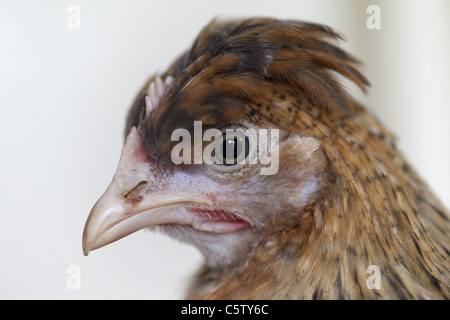 Kopfschuss von Creme erscheinen Henne Stockfoto