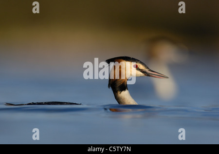 HAUBENTAUCHER Podiceps Cristatus Profil eines Erwachsenen, niedrig im Wasser, ein anderer Lappentaucher liegen dicht hinter. Derbyshire, UK Stockfoto