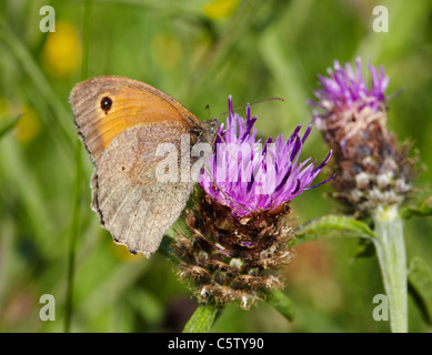 Wiese braun Schmetterling auf Flockenblume. Hurst Wiesen, West Molesey Surrey, England. Stockfoto