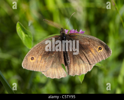 Wiese braun Schmetterling auf Flockenblume. Hurst Wiesen, West Molesey Surrey, England. Stockfoto