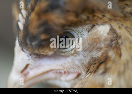 Kopfschuss von Creme erscheinen Henne Stockfoto