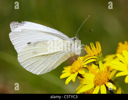 Kleine weiße Schmetterling auf Kreuzkraut. Hurst Wiesen, West Molesey Surrey, England. Stockfoto