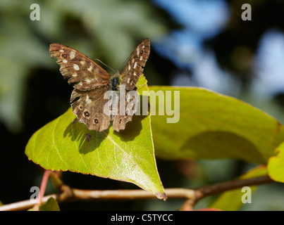 Gesprenkelte Holz Schmetterling. Hurst Wiesen, West Molesey Surrey, England. Stockfoto