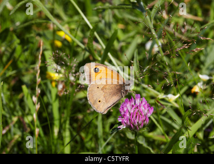 Wiese braun Schmetterling Fütterung auf Klee. Hurst Wiesen, West Molesey Surrey, England. Stockfoto