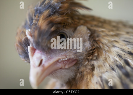 Kopfschuss von Creme erscheinen Henne Stockfoto