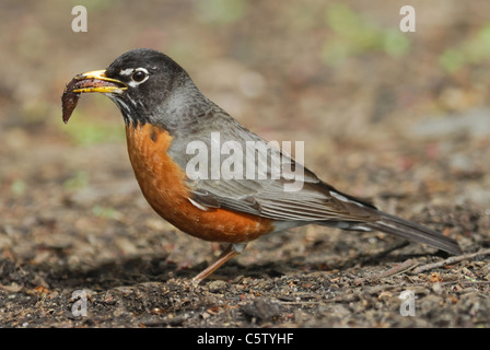 North American Robin (Turdus migratorius) Essen ein Wurm im Central Park Stockfoto