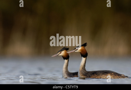 HAUBENTAUCHER Podiceps Cristatus A Zuchtpaar von Erwachsenen im Profil auf einem kleinen See. Februar.  Derbyshire, UK Stockfoto