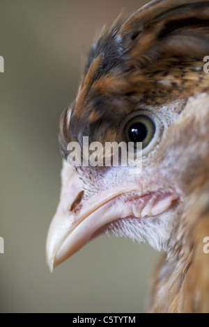 Kopfschuss von Creme erscheinen Henne Stockfoto