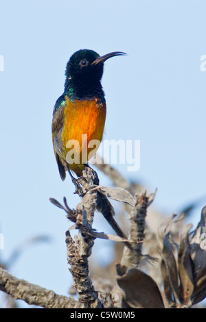 Orange-breasted Sunbird (Anthobaphes Violacea) am Table Mountain National Park in Südafrika. Stockfoto