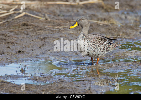 Gelb-billed Ente (Anas Undulata) im Wilderness National Park in Südafrika. Stockfoto