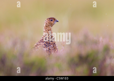 Moorschneehuhn. Lagopus (Tertranoiden) Spiel Vogel Stockfoto