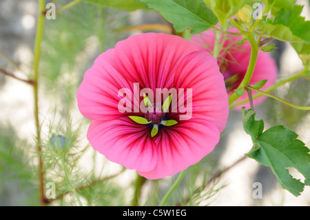 Rosa und Lindgrün jährliche Blume (Malope trifida) Stockfoto