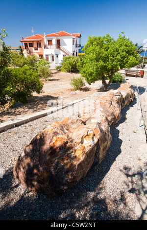 Ein versteinerter Baum aus berühmten Lesvos Petrified Forest im versteinerten Waldmuseum in Sigri, Lesbos, Griechenland. Stockfoto