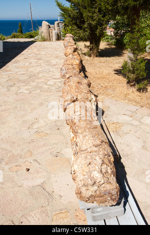 Ein versteinerter Baum aus berühmten Lesvos Petrified Forest im versteinerten Waldmuseum in Sigri, Lesbos, Griechenland. Stockfoto