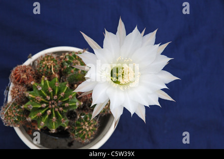 Kaktusblüte, Echinopsis Eyriesii in einem Topf gewachsen. Stockfoto