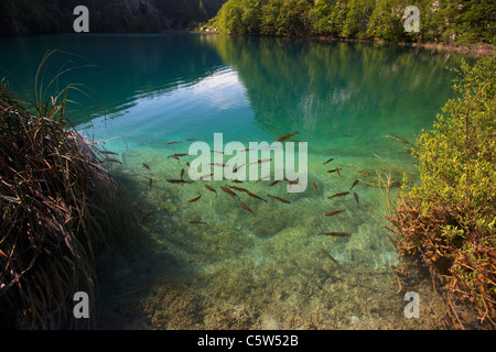Fisch in der Aqua marine blauen Seen Nationalpark Plitvice in Kroatien Stockfoto