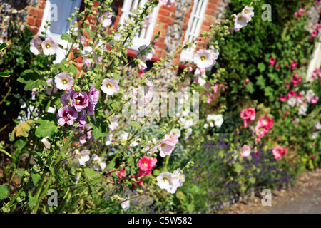 Ziemlich im Sommer Blumen wachsen auf der Vorderseite ein altes Landhaus in Burnham Market, Norfolk Stockfoto