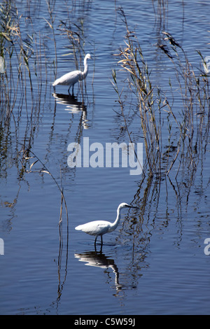 Kleinen Egret Jagd im Schilf pool Stockfoto