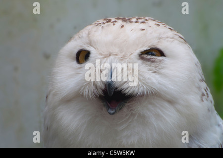 Nahaufnahme von einem weiblichen Schneeeule. Stockfoto