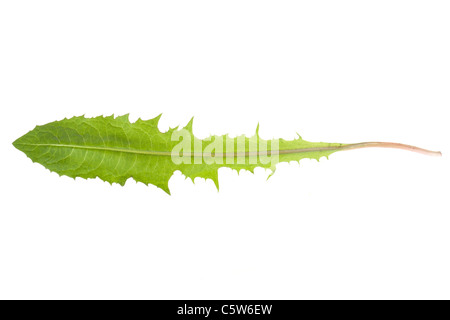 Löwenzahn Blätter isoliert auf weiss Stockfoto