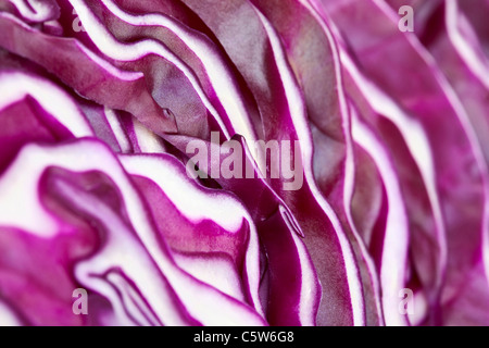 Geschnittenen Rotkohl (Brassica Oleracea), full-Frame, close-up Stockfoto