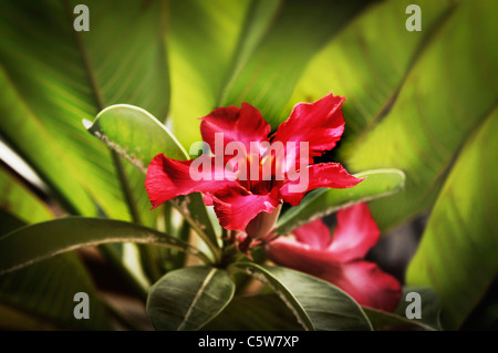 Asien, Indonesien, Bali, Wüstenrose (Adenium Obesum), Nahaufnahme Stockfoto