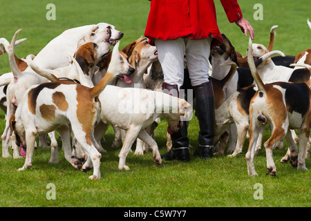 Vale von Lune Pack von Fox Hounds im Cartmel Landwirtschaftliche Gesellschaft 128 jährlichen Ländlichen zeigen, 2011 im Lake District, Cumbria, England Stockfoto