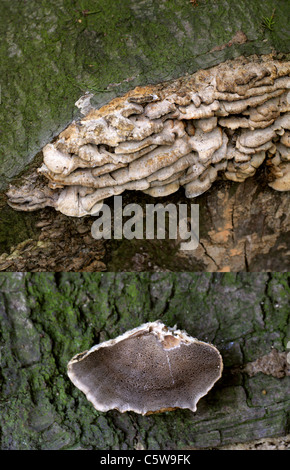 Smokey Halterung Pilz, Bjerkandera Adusta, Hapalopilaceae. Zusammengesetztes Bild zeigt Oberseite und Unterseite Poren. Stockfoto