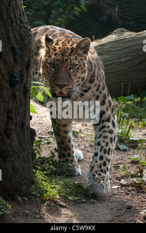 Männliche Amur Leoparden zu Fuß in Richtung Kamera Stockfoto