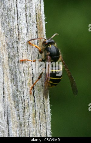 Mittlere Wespe, Dolichovespula Media, Vespinae, Vespidae, Taillenwespen, Hymenoptera. Schaben Holzspänen eines Beitrags für Nistmaterial Stockfoto