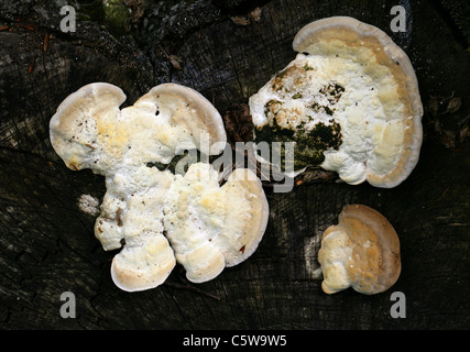 Klumpig Halterung Pilz Trametes Gibbosa, Polyporaceae. aka Pseudotrametes Gibbosa, Daedalea Gibbosa, Polyporus Gibbosus. Stockfoto