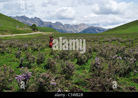 Eine junge tibetische Mädchen laufen in wilde Blume Büschen. Sichuan, China. Stockfoto