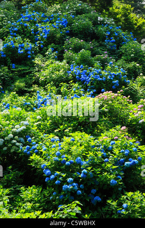 Hortensie am Mount Gomado, Tagami, Minamikanbara, Niigata, Japan Stockfoto